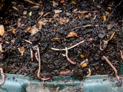 Building Earthworm Boxes: Making Worm Composting Bins For Home And Garden