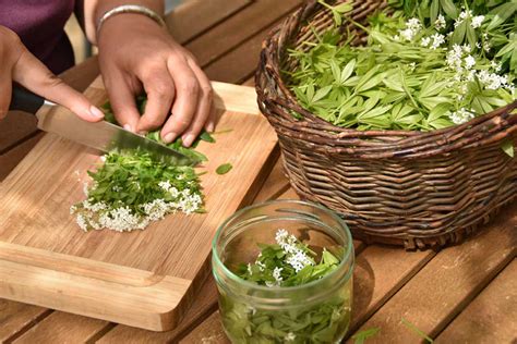 Balade D Couverte Des Plantes Sauvages Et Atelier Cuisine