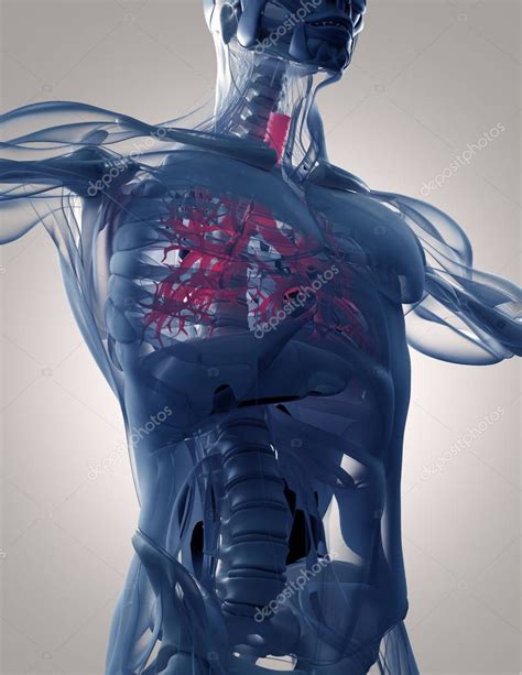 Human Bronchus Anatomy Model Stock Photo AnatomyInsider 129012234