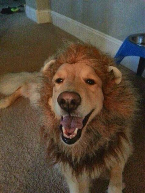 Retriever Dressed As A Lion 4 Halloween