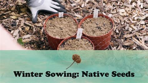 Winter Sowing Native Seeds Let S Grow Stuff Youtube