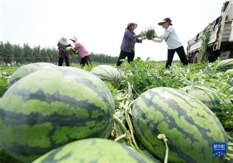 河北滦南：西瓜采摘忙时图图片频道云南网