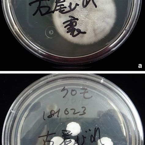 Colonies Grown On Sabouraud Dextrose Agar Sda Plates A And B And