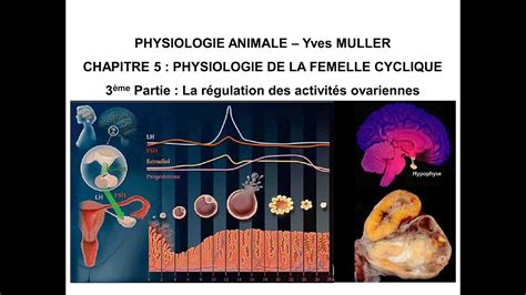 Chapitre 2 Régulation Des Cycles Sexuels Chez La Femme