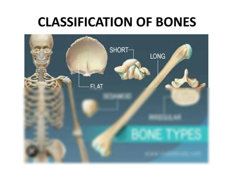 Solution Classification Of Bones And Ossification Of Bones Of Lecture