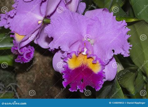 Cattleya Flower Arrangements | Flowers Lover