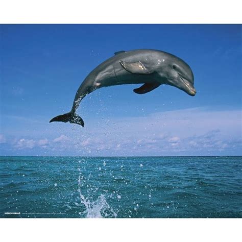 Dolphin Leaping - Mini Poster Hole in the Wall Hole in the Wall