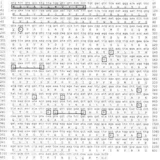 Nucleotide And Deduced Amino Acid Sequences Of Pds CDNA Accession