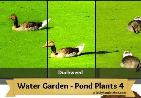 Water Garden 10 Best Aquatic Plants For Small Ponds Plant Care 365