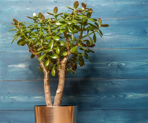 Comment Propager Des Plantes De Jade Pour Plus De Ces Plantes