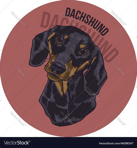 Dachshund Royalty Free Vector Image VectorStock