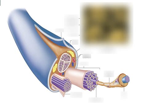 Nerve Fascicle Diagram | Quizlet