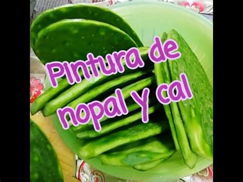 Introducir Images Como Hacer Pintura Con Nopal Y Cal Viaterra Mx