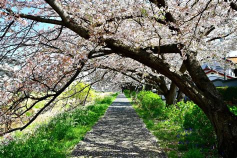 Yashirorlさんの投稿したツーリング情報 豊川市にある佐奈川の桜並木を見てきました｜バイクのカスタムツーリング情報ならモト