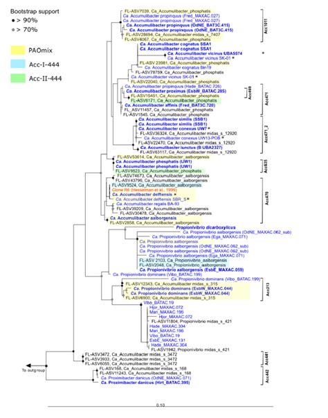 Maximum Likelihood Phyml S Rrna Gene Phylogenetic Tree Of Ca