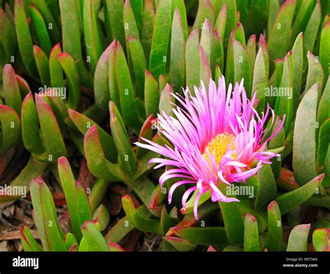 Pink Yellow Colored Flower Of Green Succulent Plant Growing On The