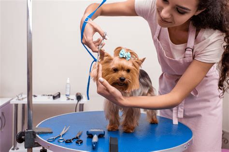 8 Things To Ask Potential Groomers Before You Choose The Right One