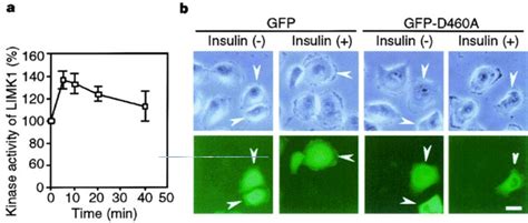 Involvement Of LIMK 1 In Insulin Induced Formation Of Membrane