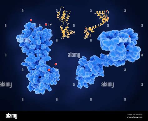 Calcium Binding Protein Molecule Illustration Stock Photo Alamy