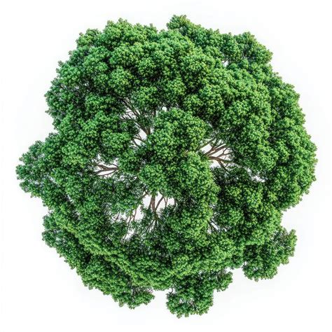 real forest tree nature plant  photo rawpixel