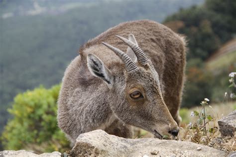 Nilgiri Tahr | Animals, Art reference, Goats