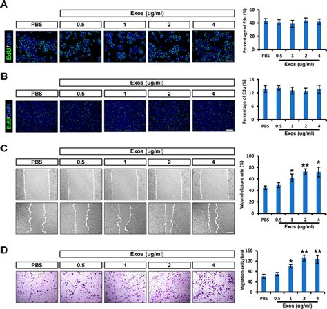 IPSCs KCs Exos Promote The Migration Of Keratinocytes And Endothelial