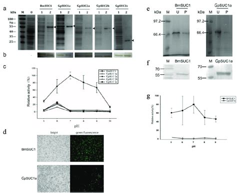 Expression Of Recombinant Proteins In Vitro Sds Page A And Western