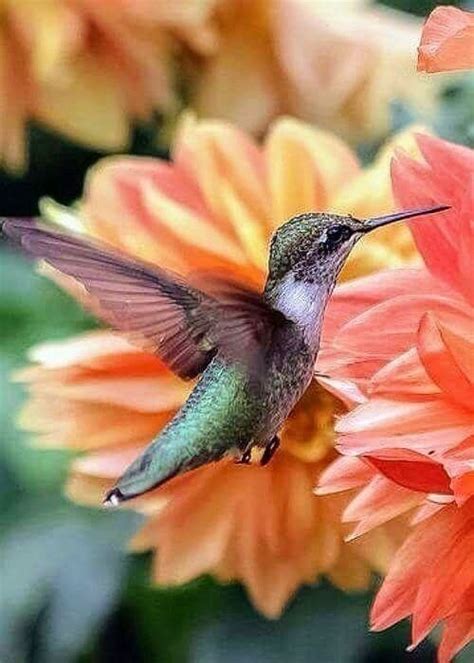 Pin By Patricia Colmenares On P Jaros Y Aves Hummingbird Pictures