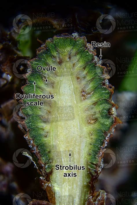 Pinus Mugo Mountain Pine Female Strobilus Longitudinal Section X