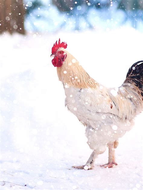 What Temperature Is Too Cold For Chickens Farmhouse Guide