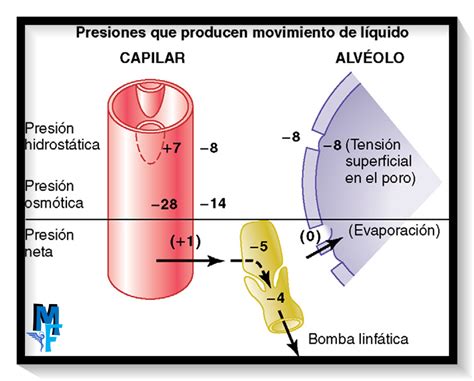 Circulaci N Pulmonar Edema Pulmonar Y L Quido Pleural