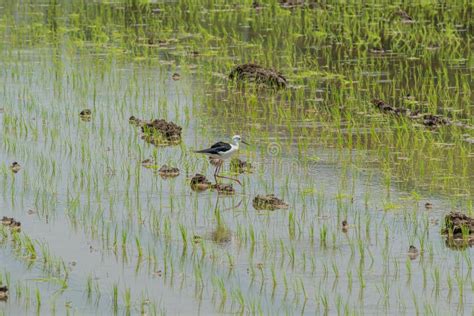 El Campo Joven Del Arroz De La Plantación Con El Pájaro Encuentra La