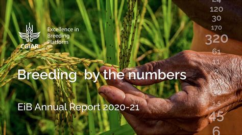 Data From New Excellence In Breeding Report Reveals Progress On Cgiar’s Transformation Cgiar