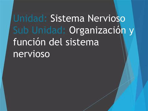 Sistema Nervioso organización y función PPT