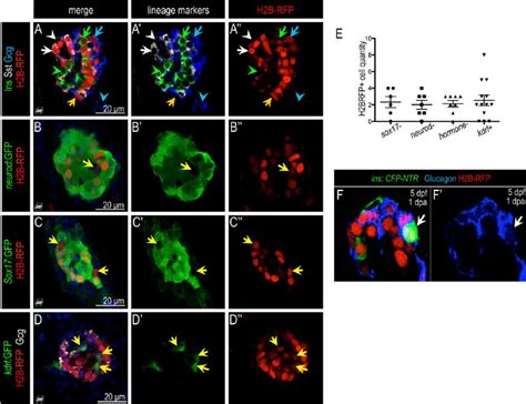 Figure S7 H2B RFP Label Retaining Assay Marks Early Differentiated