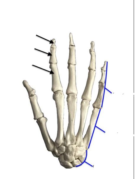 Carpals Metacarpals Phalanges Diagram Quizlet