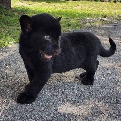 A baby black panther : r/Eyebleach