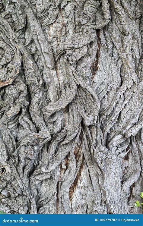 Old Weathered Tree Bark Texture Close Up Stock Image Image Of Design