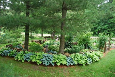 Hosta border with alternating Halcyon and Gold Standard. from Quarry ...