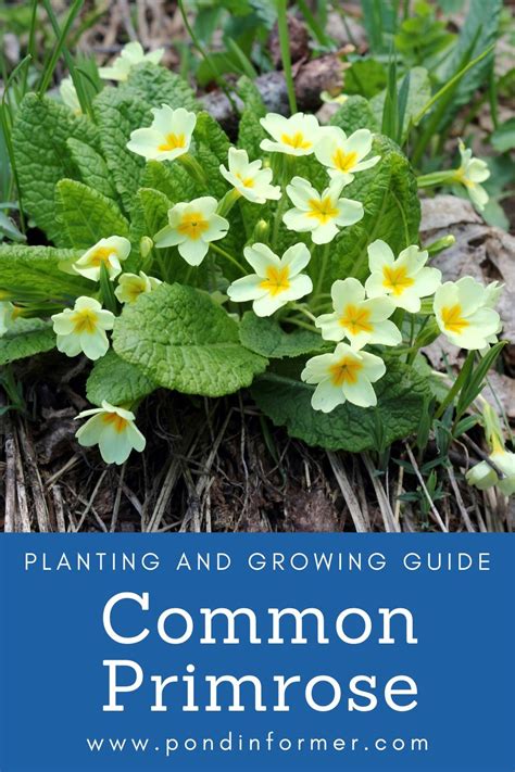 How To Plant Grow Common Primrose Artofit