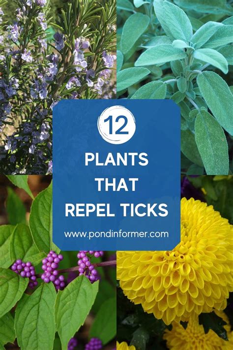 Tick Repelling Plants Natures Defense Against Ticks