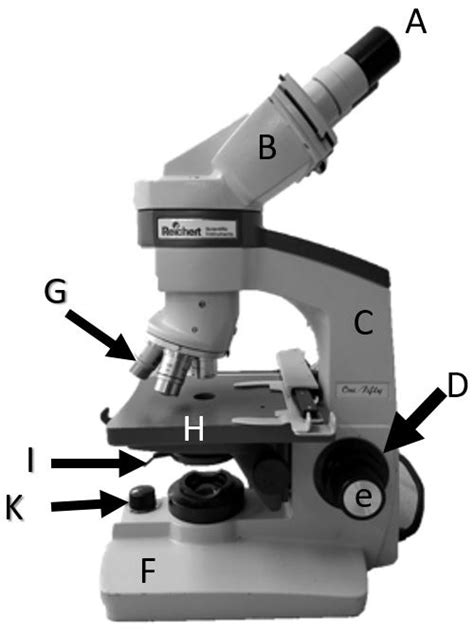 Lab 3 Cells And Microscopes Diagram Quizlet