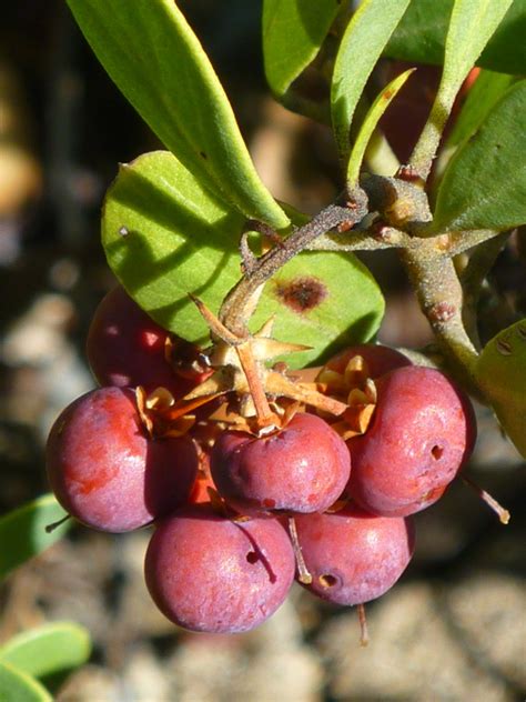 Pinemat Manzanita In Fall Berries And Bark