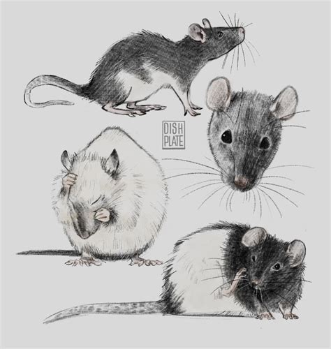 I made some cute rats! : r/drawing