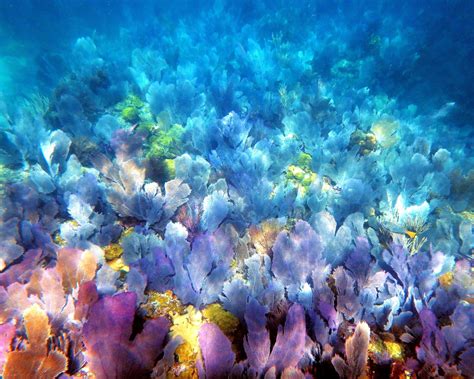 Ecosystem and Habitats - Florida's Coral Reef