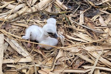 White Chicks Martin Mere Wetland Centre Hatches Adorable White Stork