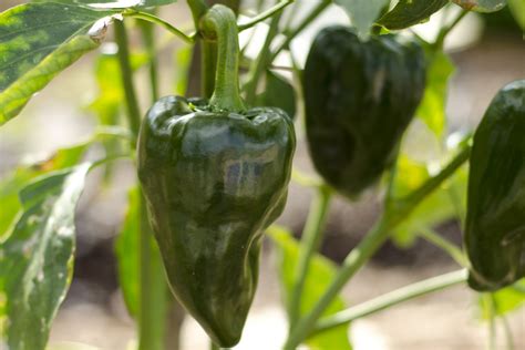 Poblano Ancho Peppers Victory Gardeners