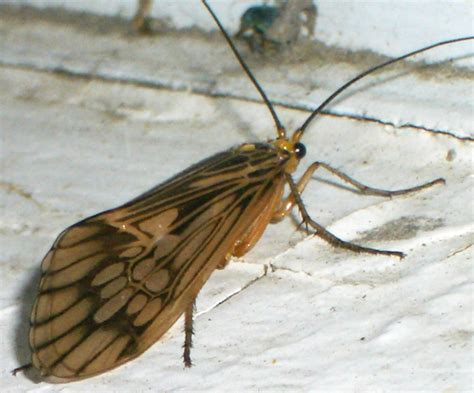 Caddisfly Whats That Bug