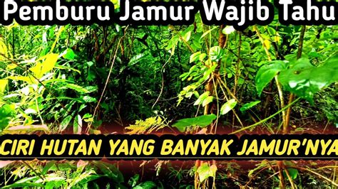 Betah Gak Mau Pulang Bawakan Karung Kalau Dapat Spot Jamur Seperti