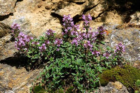 How To Grow Creeping Thyme Thymus Praecox Gardeners Path